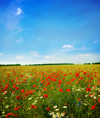 Poppy flower in the sky