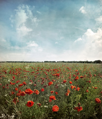 Poppy flower in the sky