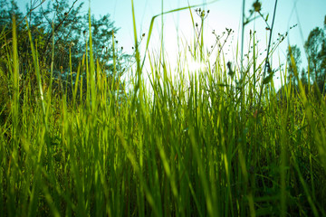 Spring  background with grass