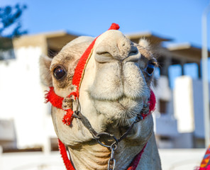 Camel in Egypt