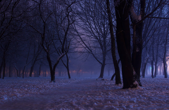 Fototapeta Foggy winter night in the park. Majestic silhouettes of trees covered in purple mist and orange lights. A downtrodden path leads through the snow to the mysterious and picturesque park