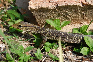 Monitor Lizard Exploring