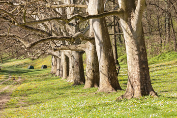 alley of trees