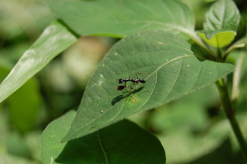 Preying Mantis Poised to Strike