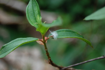 Fuzzy Treehopper 3 of 3