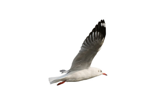 Seagull flying isolated on white background - clipping paths