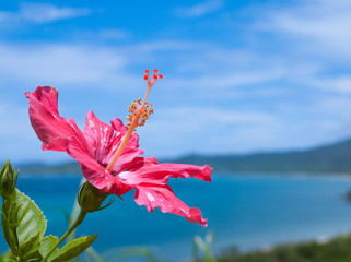 hibiscus and blue ocean in Okinawa　沖縄のハイビスカスと青い海 © Hideomi