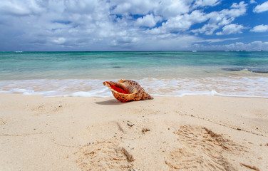 coquillage sur plage de l'île Maurice 