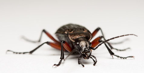 ground beetle