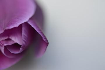 Violet tulip 