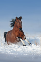 Fototapeta na wymiar Beautiful bay horse run gallop in snow field