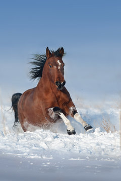 Beautiful bay horse run gallop in snow field