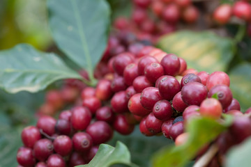 close-up fresh coffee beans on tree agriculture