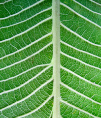 Green leaf pattern