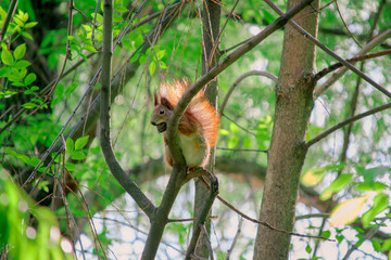 squirrel with nut on the tree in the forest