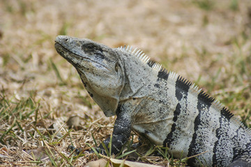 Green Iguana seen in the Mexican Yucatan.
