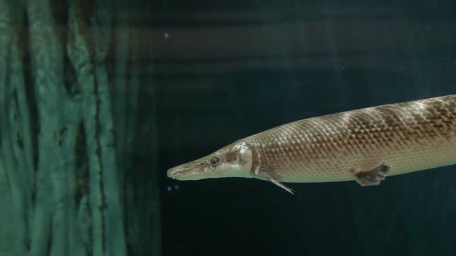 Alligator gar (Atractosteus spatula), the ray-finned euryhaline fish.