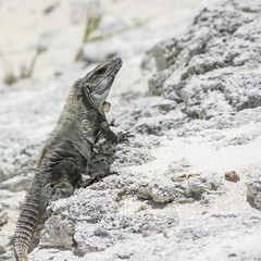 Green Iguana seen in the Mexican Yucatan.