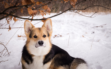 Welsh Corgi on a walk in the winter forest