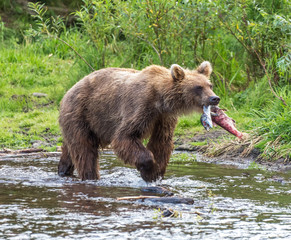 Naklejka na ściany i meble Kamchatka brown bear catches fish in the creek near the lake Dvukhyurtochnoe - Kamchatka, Russia