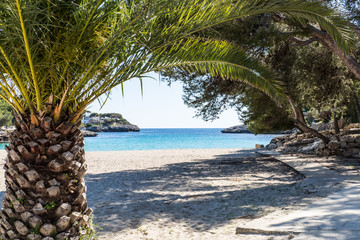 Fototapeta na wymiar Mallorca Strand unter Palmen
