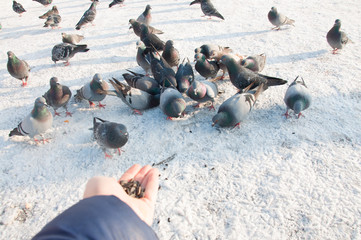 pigeons