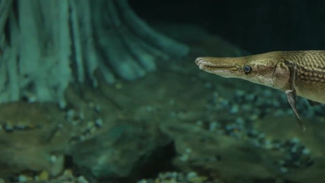Alligator gar (Atractosteus spatula), the ray-finned euryhaline fish.