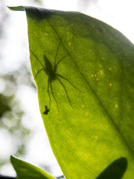 Spider shadow behind leaves Style abstract backlit