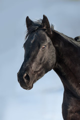 Fototapeta na wymiar Black horse portrait against blue sky