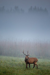 Red deer on foggy morning