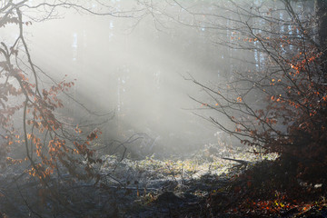 Light at morning. Fot. Konrad Filip Komarnicki / EAST NEWS Krynica - Zdroj 11.12.2015 Promienie swiatla w lesie na stokach Jaworzyny Krynickiej.