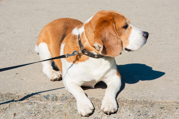 spring photo of beagle dog