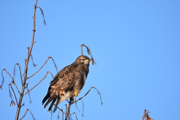 Mäusebussard auf Baum ( Buteo buteo )