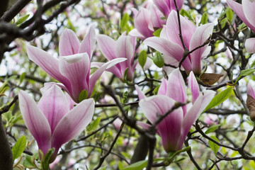 pink Magnolia flowers on a branch closeup