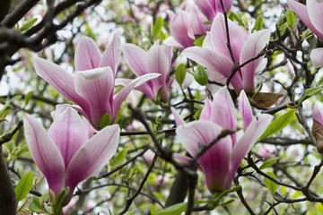 Foto op Canvas pink Magnolia flowers on a branch closeup © tillottama