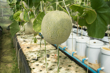 Soft focused picture of Organinc Japanese Musk Melon are growing in hydroponic farm