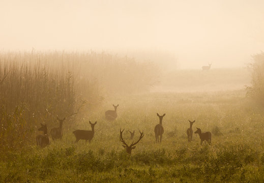 Red deer with hinds