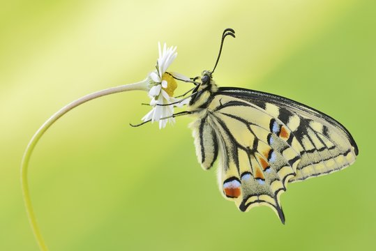 Fototapeta Old World swallowtail butterfly perching on daisy