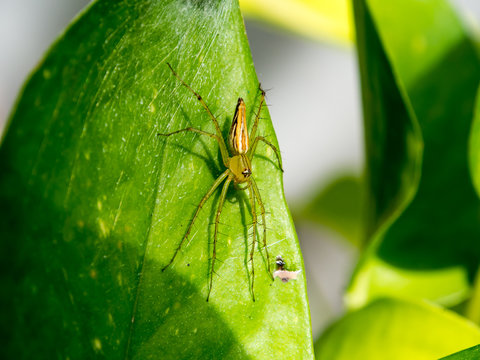 Spider shadow behind leaves Style abstract backlit