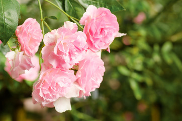 Fototapeta na wymiar Pink rose flower blossom in a garden