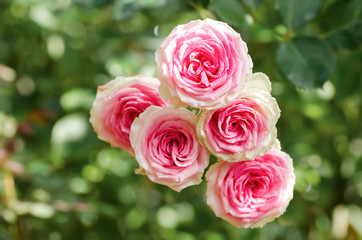 Pink rose flower blossom in a garden