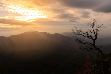 Died tree with mountain at sunrise.