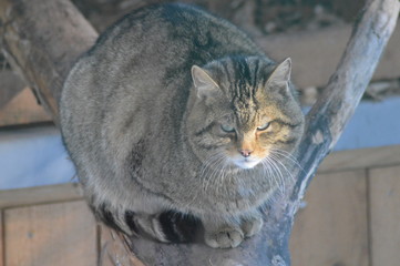 Fototapeta premium Wildkatze im Gehege ( Felis silvestris )