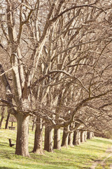 alley of trees