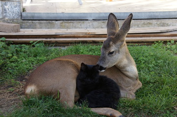 Fototapeta premium Deer witch Cat