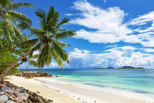 Coconut palm tree over blue ocean beach
