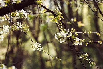 branches with white flowers
