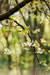 branches with white flowers