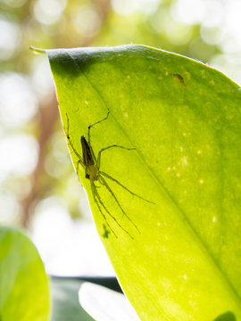 Spider shadow behind leaves Style abstract backlit