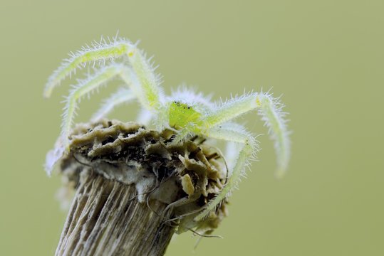 Green spider on a dried stick, Pisa, Toscana, Italia